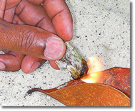 The resin from one of the many Dipterocarp trees in Thailand makes both a nice candle with a pleasant fragrance and it can be used as an emergency glue/sealant.