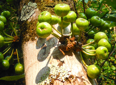 Ficus (Fig) Thailand wild tree fruit