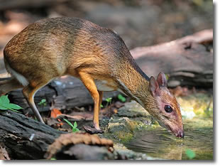 Mouse Deer.