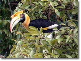Great Hornbill seen in Khao Sok National Park.