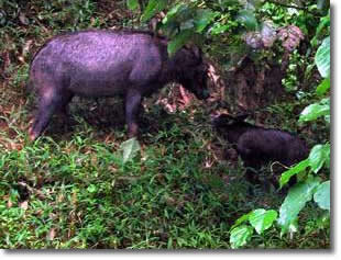Wild Pigs.