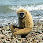 White-handed Gibbon