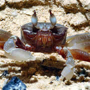 Crab