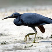 Pacific Reef Egret