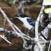 Collared Kingfisher