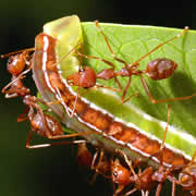 Koh Yao Noi insects