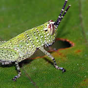 Koh Yao Noi grasshopper