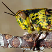 Thailand mangrove grasshopper