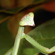 Koh Yao Noi Praying Mantis