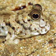 Thailand mudskipper