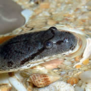 Thailand water snake