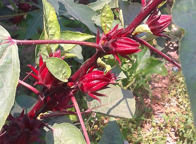 Red Sorrel wild edible plants