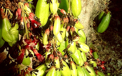 Bilimbi wild edible fruit