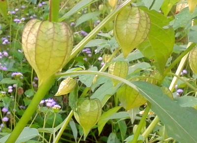 wild fruit Bladder Cherries