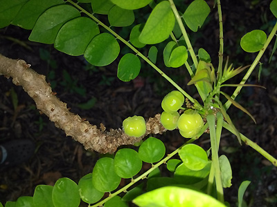 Gooseberry wild tree fruit