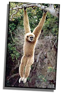 Gibbon.