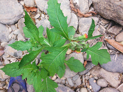 Thailand wild herbs Fireweed Erechtites hieracifolia