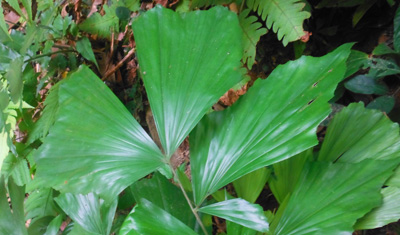 common wild edible plants Fishtail Palm