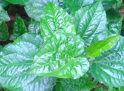pepper wild medicinal plants