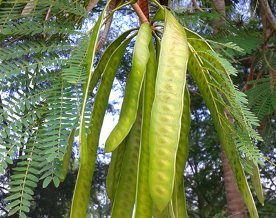 common wild edible plants sataw bao lead tree