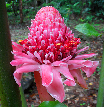 wild edible torch-ginger